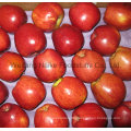 New Crop Fresh Apple/ Chines Fruits of High Quality